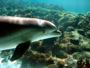 Dolfijnen Albufeira